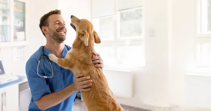 Finding Affordable Vet Care Strategies