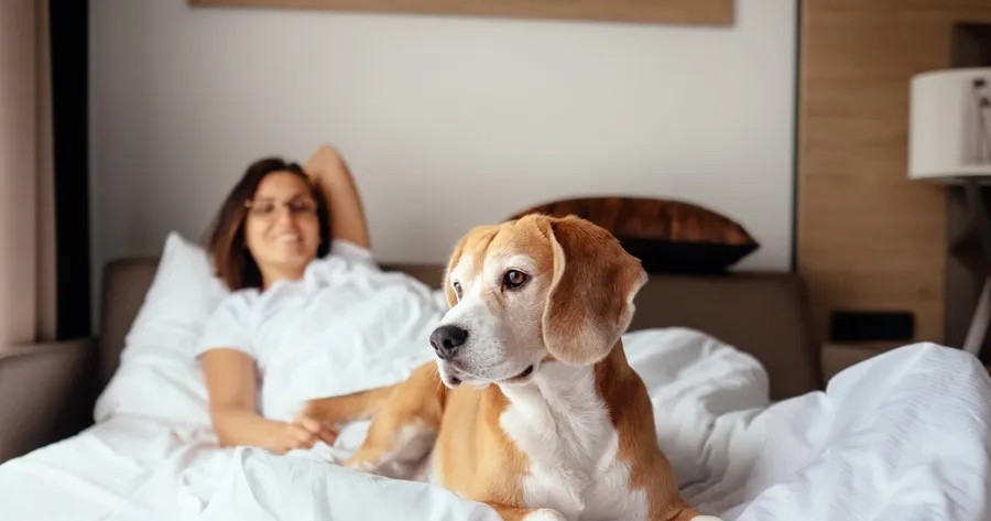 Pet Insurance: Exploring the Top Benefits