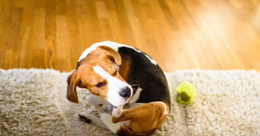 Fighting Fleas Naturally: Eco-Friendly Alternatives That Work