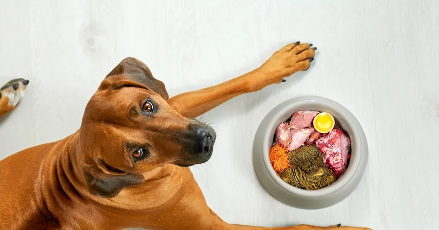 The Raw Truth: Is a Raw Diet Right for Your Dog?