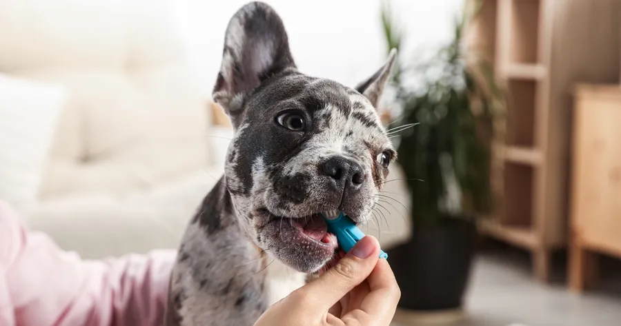 Dental Health Hacks: Tools and Treats That Actually Clean Your Pet’s Teeth