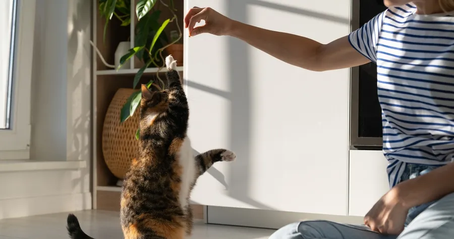 Purr-fect Behavior: A Beginner’s Guide to Training Your Cat