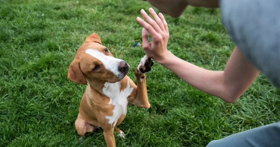 Training Tips for a Well-Behaved Pet: What Every Owner Should Know