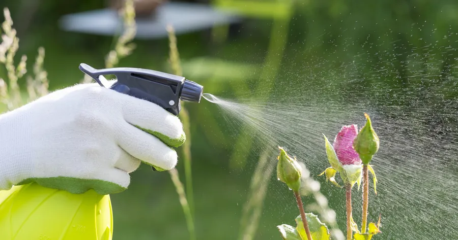 Natural Pest Control Tricks That Won’t Harm Your Plants (Or Pets!)