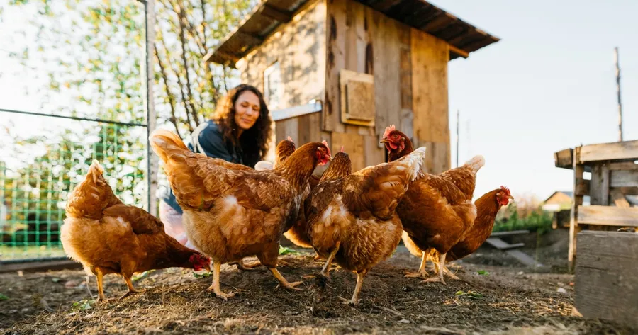 Backyard Chickens: What You Need To Know Before You Get Them