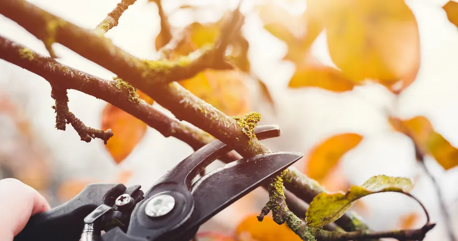 Why Prune Trees for Safety and Aesthetic Appeal?