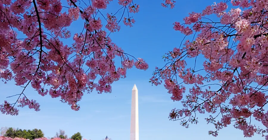 Cherry Blossom Season: Photo-Perfect Locales Beyond the Big Cities
