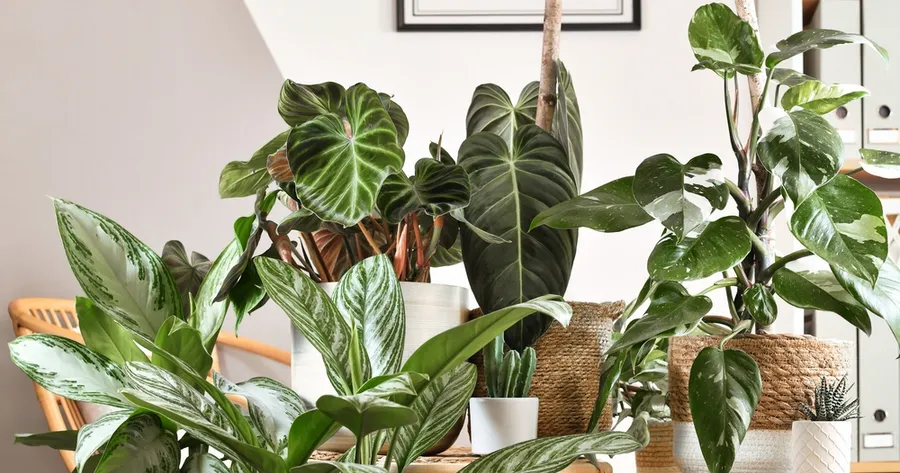 Indoor Gardening: Bringing Nature Inside