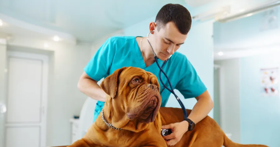 How Vet Clinic Software Can Streamline Your Practice