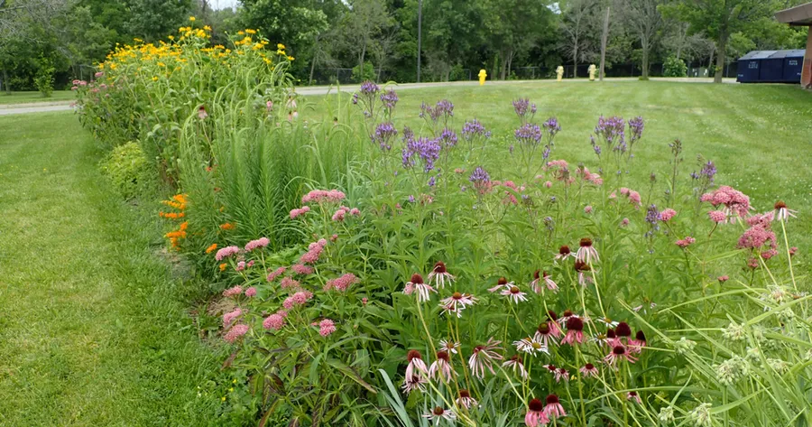 How to Build a Low-Maintenance Native Plant Garden Step by Step