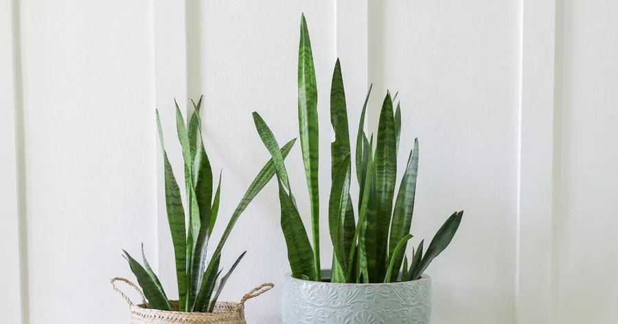 Green Up Your Space: Best Low-Maintenance Plants for Beginners