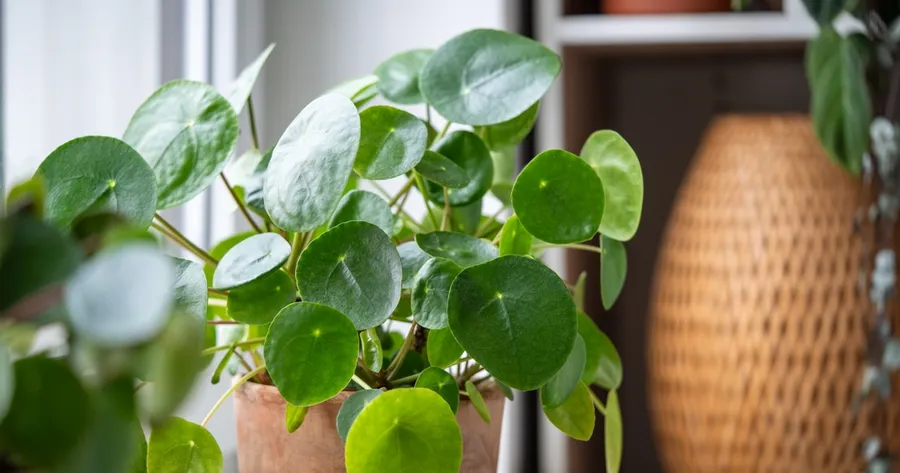 Home Decor Shopping: These Small Decor Upgrades Will Instantly Elevate Your Space
